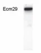 Western blot - Anti-ECM29 antibody (AB28666)