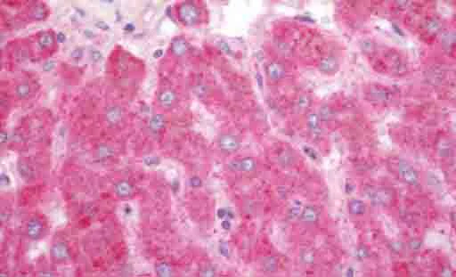 Immunohistochemistry (Formalin/PFA-fixed paraffin-embedded sections) - Anti-Eco1 antibody - C-terminal (AB211475)