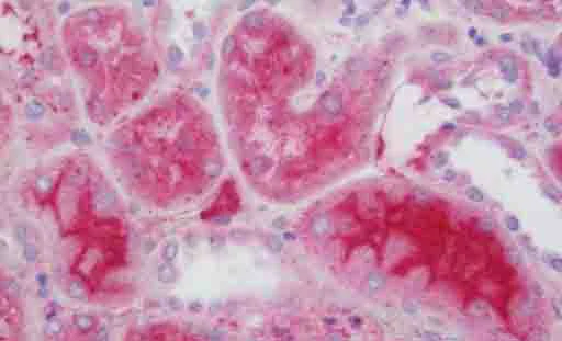 Immunohistochemistry (Formalin/PFA-fixed paraffin-embedded sections) - Anti-Eco1 antibody - C-terminal (AB211475)