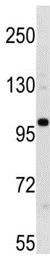 Western blot - Anti-Eco1 antibody - C-terminal (AB211475)