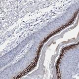Immunohistochemistry (Formalin/PFA-fixed paraffin-embedded sections) - Anti-ECRG-2 antibody (AB122326)