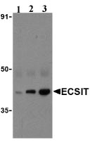 Western blot - Anti-ECSIT antibody (AB21288)