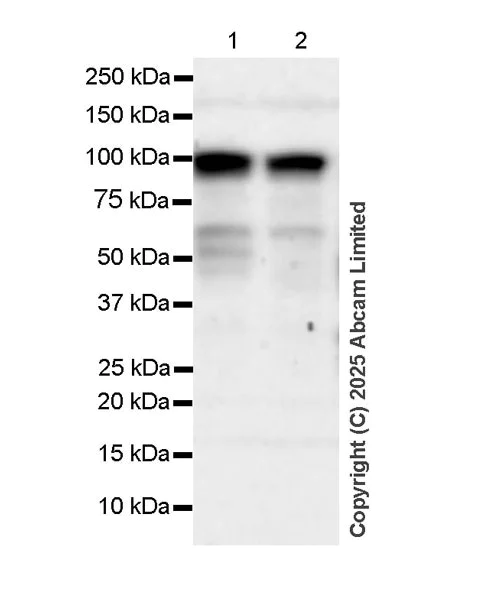 Western blot - Anti-ECT2 antibody [ECO311E] (AB324657)
