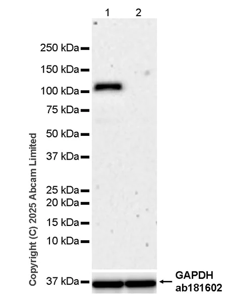 Western blot - Anti-ECT2 antibody [ECO311E] (AB324657)