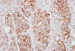 Immunohistochemistry (Formalin/PFA-fixed paraffin-embedded sections) - Anti-ECT2 antibody - N-terminal (AB151503)