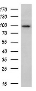 Western blot - Anti-ECT2 antibody [OTI2D9] (AB236502)