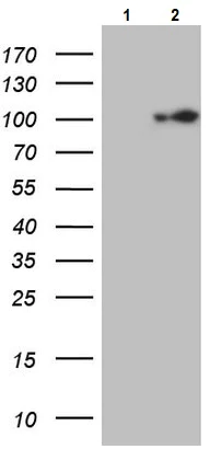 Western blot - Anti-ECT2 antibody [OTI2D9] (AB236502)