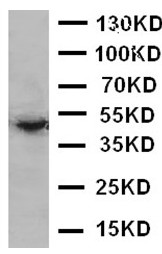 Western blot - Anti-EDA antibody (AB125233), expandable thumbnail