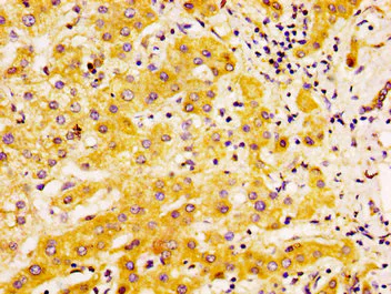 Immunohistochemistry (Formalin/PFA-fixed paraffin-embedded sections) - Anti-EDAR antibody (AB235106)
