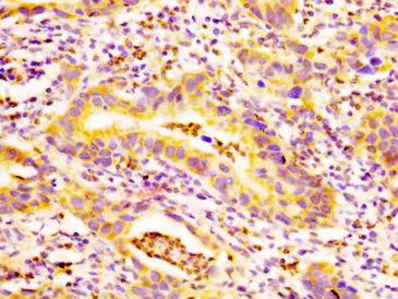 Immunohistochemistry (Formalin/PFA-fixed paraffin-embedded sections) - Anti-EDAR antibody (AB235106)