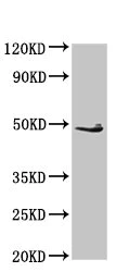 Western blot - Anti-EDAR antibody (AB235106)