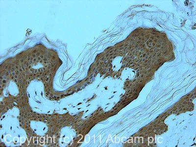 Immunohistochemistry (Formalin/PFA-fixed paraffin-embedded sections) - Anti-EDC4 antibody (AB72408)