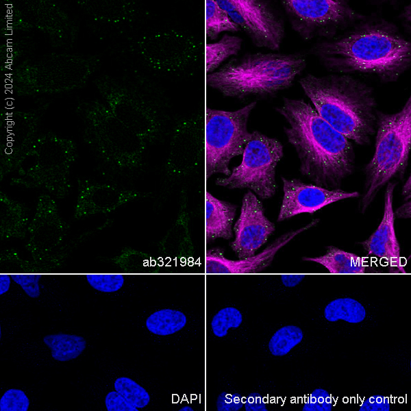 Immunocytochemistry/ Immunofluorescence - Anti-EDC4 antibody [EPR28929-24] - BSA and Azide free (AB321985), expandable thumbnail