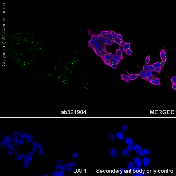 Immunocytochemistry/ Immunofluorescence - Anti-EDC4 antibody [EPR28929-24] - BSA and Azide free (AB321985), expandable thumbnail