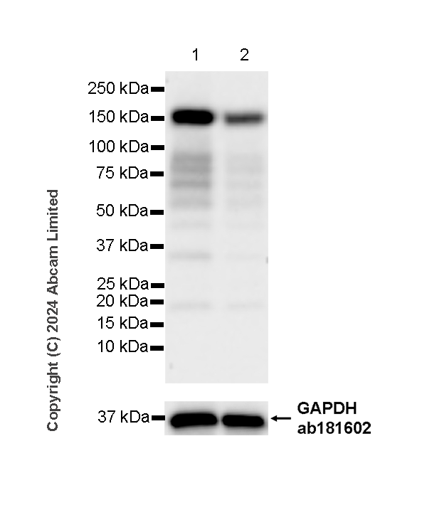 Western blot - Anti-EDC4 antibody [EPR28929-24] - BSA and Azide free (AB321985), expandable thumbnail
