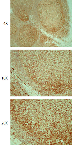 Immunohistochemistry (Formalin/PFA-fixed paraffin-embedded sections) - Anti-EDD antibody (AB175810)