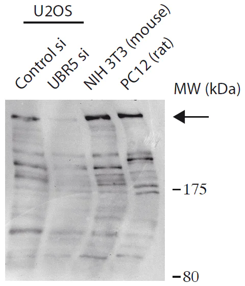 Western blot - Anti-EDD antibody (AB175810)