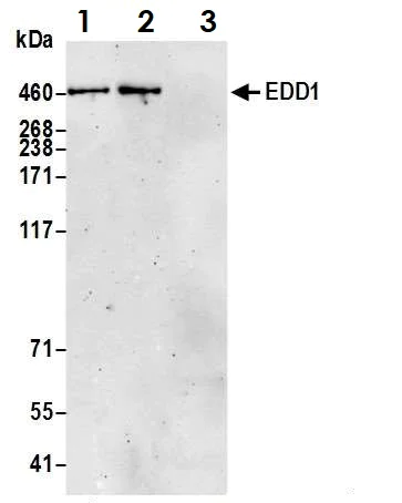 Immunoprecipitation - Anti-EDD antibody (AB70311)