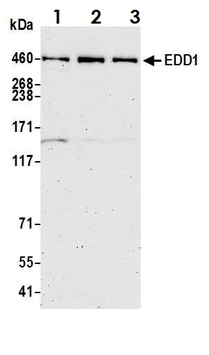 Western blot - Anti-EDD antibody (AB70311)