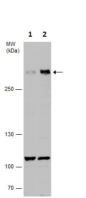 Western blot - Anti-EDD antibody - C-terminal (AB226792), expandable thumbnail