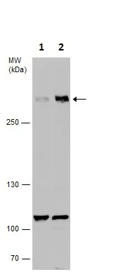 Western blot - Anti-EDD antibody - C-terminal (AB226792)
