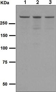 Western blot - Anti-EDD antibody [EPR4841] (AB134089)