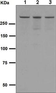 Western blot - Anti-EDD antibody [EPR4841] - BSA and Azide free (AB248678)