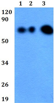 Western blot - Anti-EDEM1 antibody (AB200645)