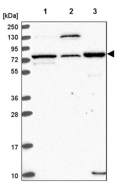 Western blot - Anti-EDEM2 antibody (AB204173)