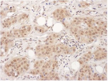 Immunohistochemistry (Frozen sections) - Anti-EDF1 antibody (AB174651)