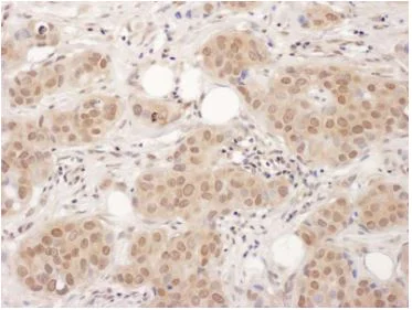 Immunohistochemistry (Frozen sections) - Anti-EDF1 antibody (AB174651)