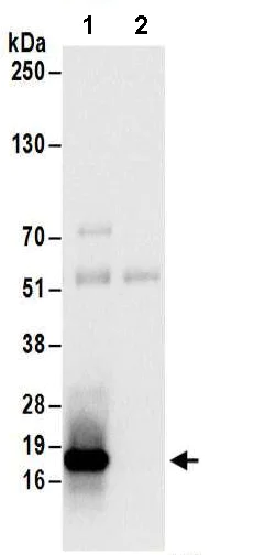 Immunoprecipitation - Anti-EDF1 antibody (AB174651)