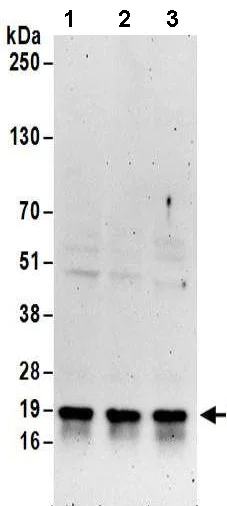Western blot - Anti-EDF1 antibody (AB174651)