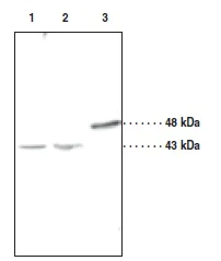Western blot - Anti-EDG2 /LPA-1 antibody (AB23698)