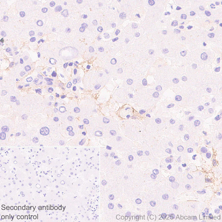 Immunohistochemistry (Formalin/PFA-fixed paraffin-embedded sections) - Anti-EDG2/LPA-1 antibody [EPR30753-555] (AB325552)