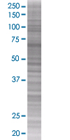 EDG2 / LPA-1 overexpression 293T lysate (whole cell)