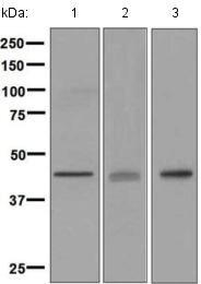 Western blot - Anti-EDG3/S1P3 antibody [EPR4541(2)] (AB126622), expandable thumbnail