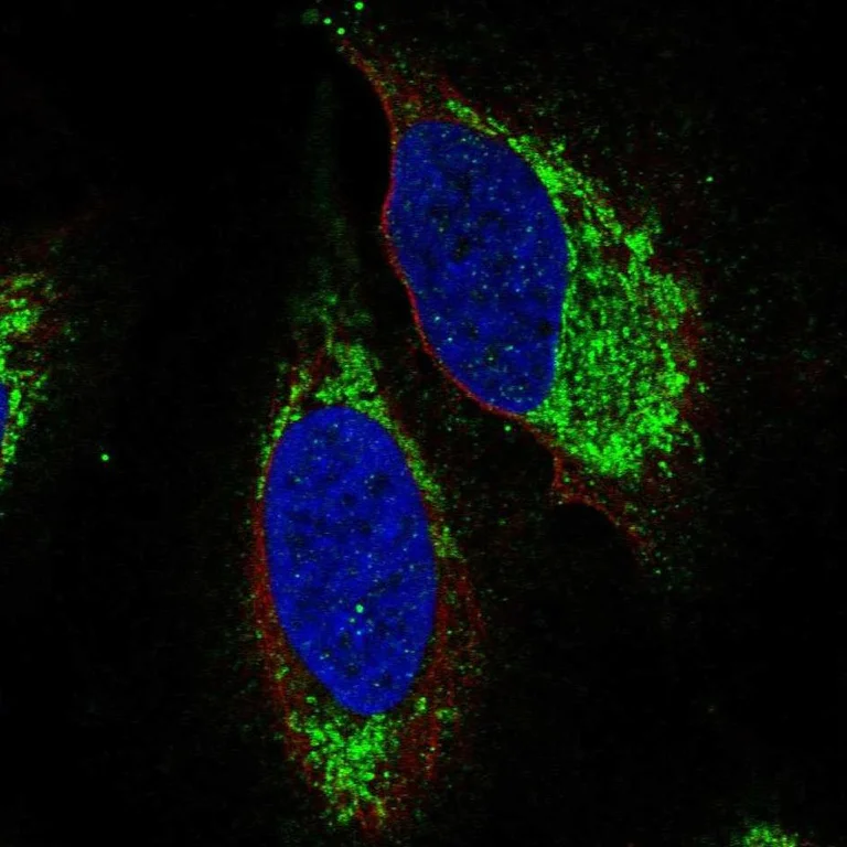 Immunocytochemistry/ Immunofluorescence - Anti-EDG6/S1PR4 antibody (AB251961)