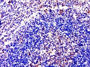 Immunohistochemistry (Formalin/PFA-fixed paraffin-embedded sections) - Anti-EDG8 antibody (AB214464)