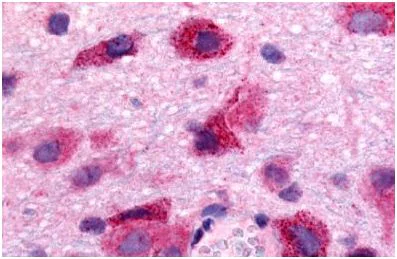 Immunohistochemistry (Formalin/PFA-fixed paraffin-embedded sections) - Anti-EDG8 antibody - N-terminal (AB140932)