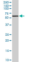Western blot - Anti-EDIL3/DEL1 antibody [4C9] (AB88667)