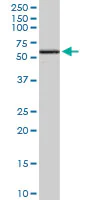 Western blot - Anti-EDIL3/DEL1 antibody [4C9] (AB88667)