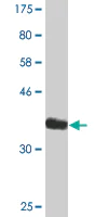 Western blot - Anti-EDIL3/DEL1 antibody [4C9] (AB88667)