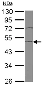 Western blot - Anti-EDIL3/DEL1 antibody (AB151308)