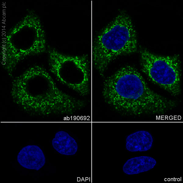 Immunocytochemistry/ Immunofluorescence - Anti-EDIL3/DEL1 antibody [EPR12451] (AB190692), expandable thumbnail