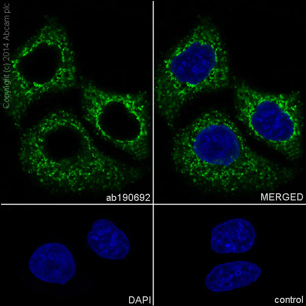 Immunocytochemistry/ Immunofluorescence - Anti-EDIL3/DEL1 antibody [EPR12451] (AB190692)