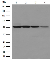 Western blot - Anti-EDIL3/DEL1 antibody [EPR12451] (AB190692), expandable thumbnail