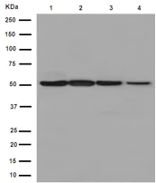 Western blot - Anti-EDIL3/DEL1 antibody [EPR12451] (AB190692)