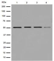 Western blot - Anti-EDIL3/DEL1 antibody [EPR12451] (AB190692)