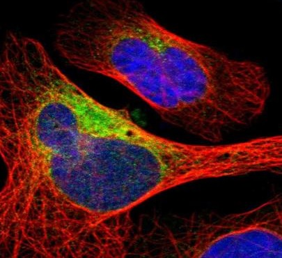 Immunocytochemistry/ Immunofluorescence - Anti-EDJ antibody (AB224082), expandable thumbnail
